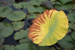 Blue Lotus Water Garden (Terry Noske ©)