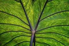 Blue Lotus Water Garden (Carolyn Brandt ©)