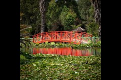 Blue Lotus Water Garden (Michelle Brasington ©)