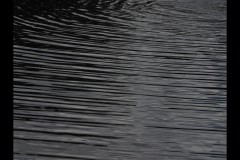 Blue Lotus Water Garden (Paul Palcsek ©)