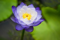 Blue Lotus Water Garden (Richard Faris ©)