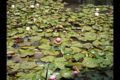 Blue Lotus Water Garden (James Mexias ©)