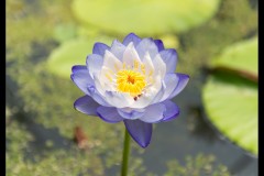 Blue Lotus Water Garden (Michael Brown ©)