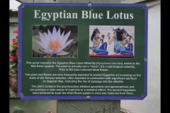 Blue Lotus Water Garden (Paul Palcsek ©)