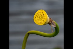 Blue Lotus Water Garden (Jim Weatherill ©)