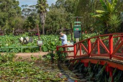 Blue Lotus Water Garden (David Davidson ©)
