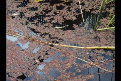 Blue Lotus Water Garden (Joe Hajdu ©)