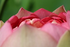 Blue Lotus Water Garden (Doni Baz ©)