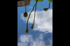 Blue Lotus Water Garden (Marg Huxtable ©)