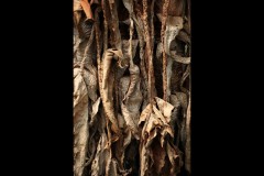 Blue Lotus Water Garden (Terry Noske ©)