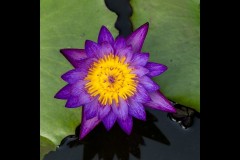 Blue Lotus Water Garden (Alan Scott ©)