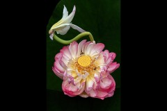 Blue Lotus Water Garden (Carolyn Brandt ©)