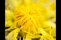 Blue Lotus Water Garden (Richard Faris ©)