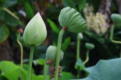 Blue Lotus Water Garden (Doni Baz ©)