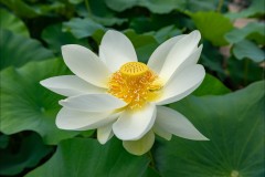 Blue Lotus Water Garden (Michael Brown ©)