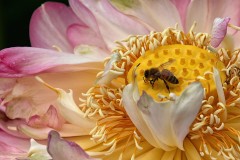 Blue Lotus Water Garden (Carolyn Brandt ©)