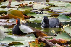 Blue Lotus Water Garden (Jim Weatherill ©)