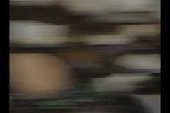 Blue Lotus Water Garden (Paul Palcsek ©)