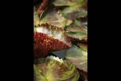 Blue Lotus Water Garden (Terry Noske ©)