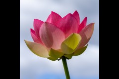 Blue Lotus Water Garden (Alan Scott ©)