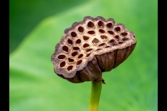 Blue Lotus Water Garden (Marg Huxtable ©)