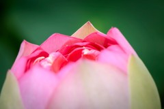 Blue Lotus Water Garden (Richard Faris ©)