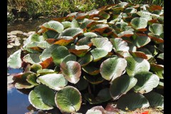 Blue Lotus Water Garden (Joe Hajdu ©)