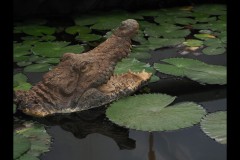 Blue Lotus Water Garden (Paul Palcsek ©)