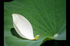 Blue Lotus Water Garden (Marg Huxtable ©)