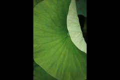 Blue Lotus Water Garden (Terry Noske ©)