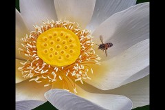 Blue Lotus Water Garden (Carolyn Brandt ©)