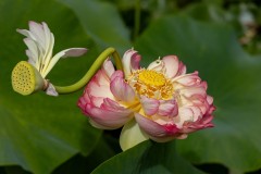 Blue Lotus Water Garden (Alan Scott ©)