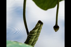 Blue Lotus Water Garden (Marg Huxtable ©)