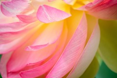 Blue Lotus Water Garden (Richard Faris ©)