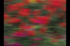 Blue Lotus Water Garden (Paul Palcsek ©)