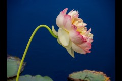 Blue Lotus Water Garden (Marg Huxtable ©)