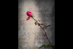 Boroondara Cemetery, Kew (Marg Huxtable ©)