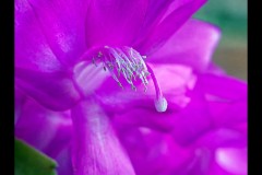 Boroondara Cemetery, Kew (Jim O'Donnell ©)