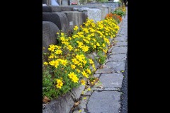Boroondara Cemetery, Kew (Jim O'Donnell ©)