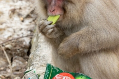 Anne-Shellard-Urban-Wasabi-KitKat-Snow-Monkey