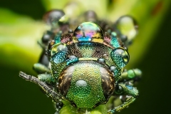 Frances-Egan-Invertebrates-Psychedelic-Treasure-1st-Invertebrates