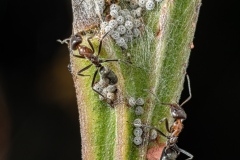Geoff-Shaw-Invertebrates-Ants-tending-butterfly-eggs-2nd-Invertebrates