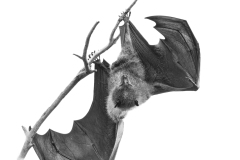 Jess-Holmes-Mammals-Hanging-10