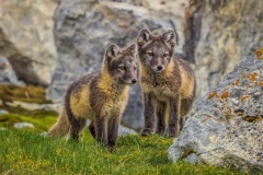 Ken Gosbell - Mammals - Watching the hunt (HM Mammals)