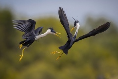Kyffin-Lewis-Birds-Pied-Heron-turf-war-HM-Birds