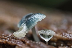 Marg Huxtable - Other - Raindrops on fungi