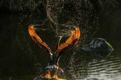 Russell-Spence-Birds-Australian-Darter