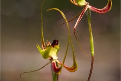 Caladenia falcatta No 4