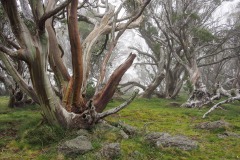 Marg Huxtable 1st in Botany for Eucalyptus Pauciflora