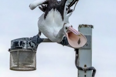 Jim Weatherill HM in Urban Wildlife for Good Catch